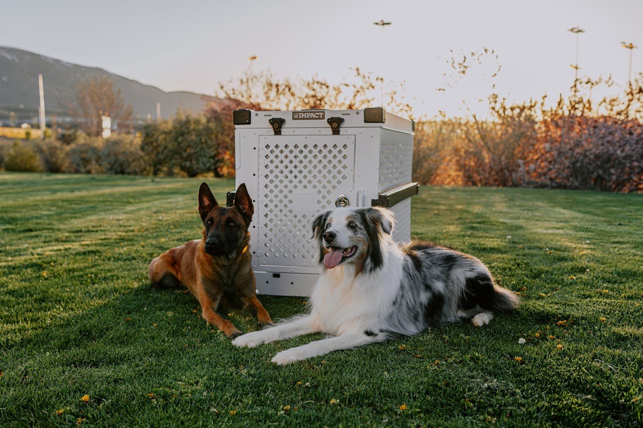 Two dogs, a Belgian Malinois and a Border Collie, relax beside an Impact dog crate during sunset in a park.