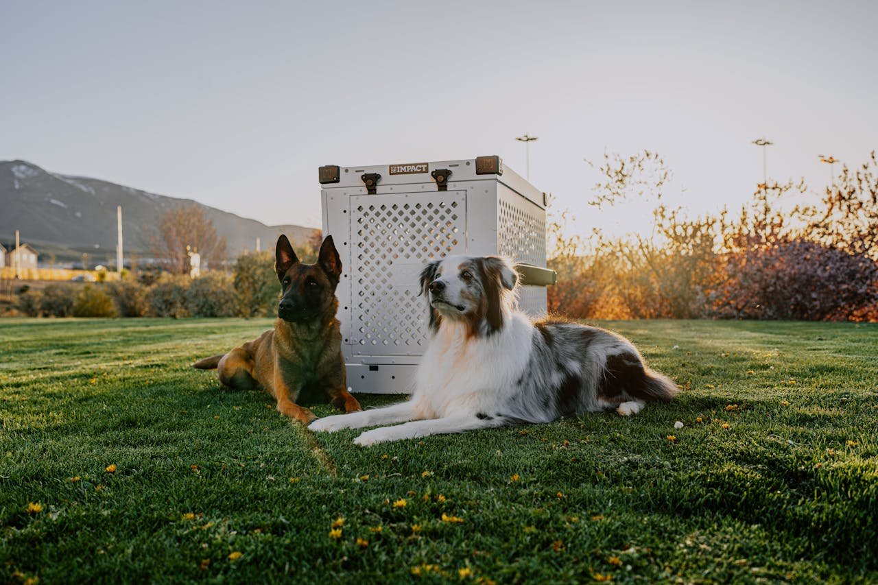 Two dogs resting near a high-quality dog crate in a park during sunset, showcasing pet safety and companionship.